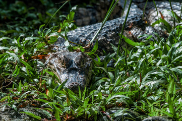 Spectacled Caiman (Caiman crocodilus) in tropical forest of Papaturro River area, Nicaragua