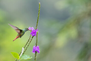 Rufous-tailed hummingbird (Amazilia tzacatl) flying to pick up nectar from a beautiful flower , San Isidro del General, Costa Rica. Action wildlife scene from nature.