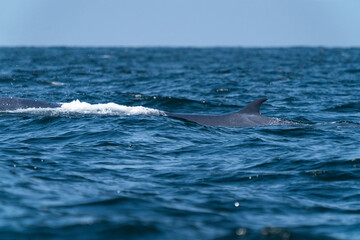 Fototapeta premium Bruda whale swimming up to the surface showing at the gulf of Thailand