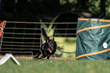 Hund im Hoppers Parcour