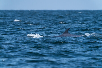Fototapeta premium Bruda whale swimming up to the surface showing at the gulf of Thailand