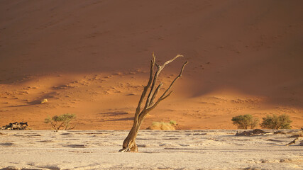 Namib desert Deadvlei 