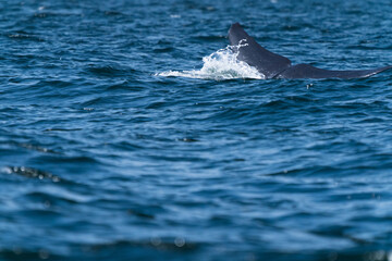 Fototapeta premium Bruda whale swimming up to the surface showing at the gulf of Thailand