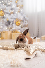 fluffy red lop-eared rabbit sits on soft rug against background Christmas tree
