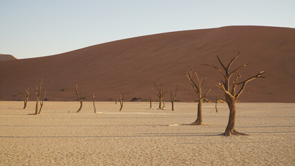 Namib desert Deadvlei 
