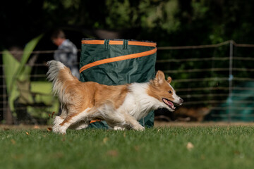 Hund im Hoppers Parcour