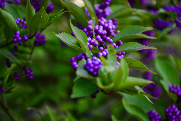 flowers in the garden