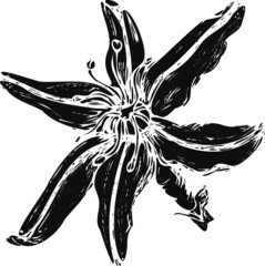 Asphodel flower (Asphodelaceae) close-up, black and white, print for Botanical sketches and diaries of travelers and teenagers.  imprint