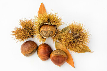 Chestnuts and hedgehogs on white background