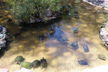Groupe de tortues dans un bassin
