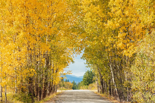 Original autumn landscape photograph of a country road going through a tree tunnel of golden aspen trees in the fall