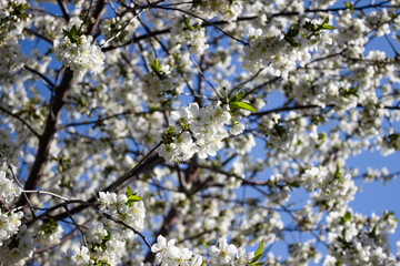 Blooming cherry tree. Cherry flowers on the tree close-up. Shallow focus.
