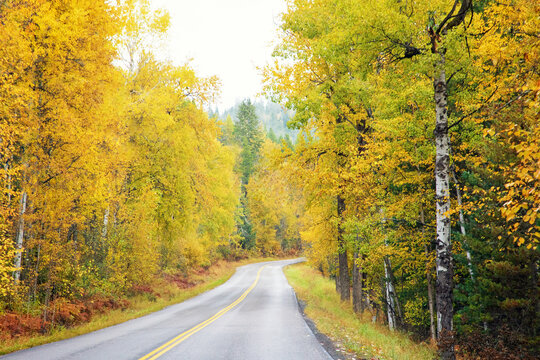 Original autumn photograph of a road winding through tall yellow aspen trees in the fall