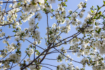 Blooming cherry tree. Cherry flowers on the tree close-up. Shallow focus.