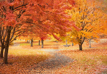 Original textured autumn photograph of a path winding through  group of red and amber trees in a...