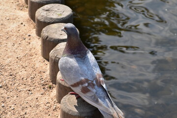 Pigeon by the pond, Coombe Abbey, Coventry, England