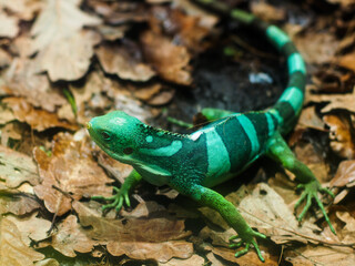 lézard vert sur feuillage