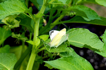 papillon blanc du Québec