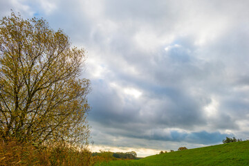 Obraz premium Trees in autumn colors in a field in a cloudy sunlight at fall, Almere, Flevoland, The Netherlands, October 26, 2020