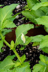 papillon blanc du Québec