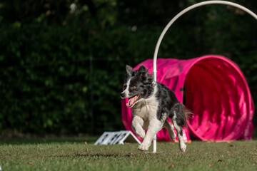 Hund im Hoppers Parcour