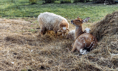 spotted deer goats goatling sheep on the farm lie in the hayloft