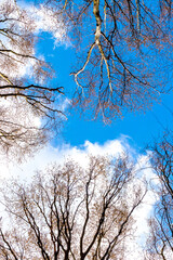 Tree tops on a background of blue sky with white clouds