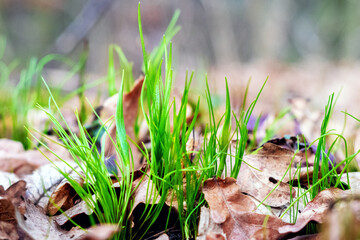 Fototapeta premium Young grass sprouts through last year's dry leaves