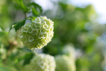 Blooming viburnum buldenezh, white flowers