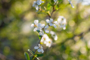 Branch of a tree with white flower