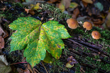 Forest scene with a ladybug on a green leaf and brown mushrooms on a tree trunk