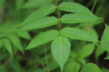 Tree branch close up