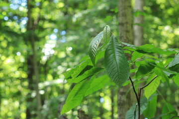 Tree branch close up