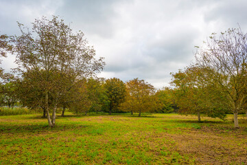 Trees in autumn colors in a field in a cloudy sunlight at fall, Almere, Flevoland, The Netherlands, October 26, 2020