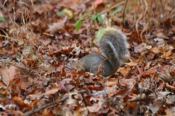 Fototapeta premium Squirrel Foraging in Fall