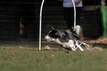 Hund im Hoppers Parcour