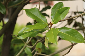 Tree branch close up