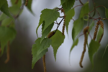 Birch leaves with on a branch close up