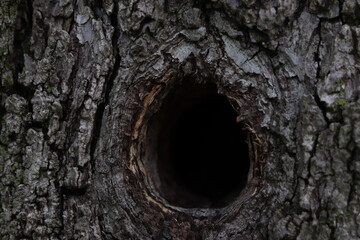 Hollow in a tree trunk