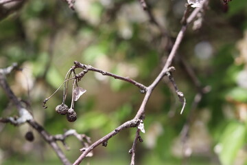 Tree branch close up