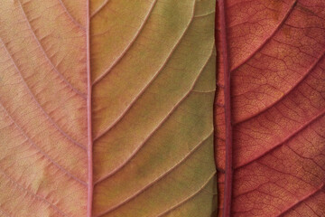 Autumn leaf macro, square shape frame. Flat lay