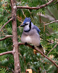 Blue Jay Stock Photos. Blue Jay close-up profile view perched on a branch with a cedar needle tree background in its wild environment and habitat. Image. Picture. Portrait.