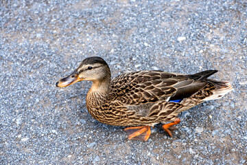 Canard du Québec en liberté