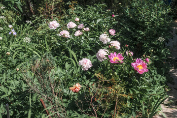 Hybrid Peony (Paeonia hybrida) in park