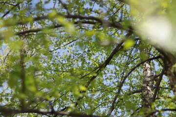 Tree foliage