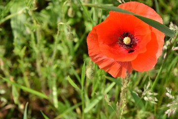 Red poppy flower with buds on a green wheat field, selective focus.  Beautiful summer background with red wild flowers and green spikelets, soft focus.