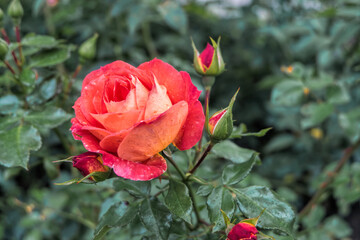 beautiful red rose