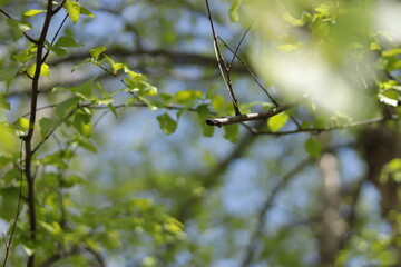 Tree branch close up