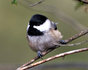 Chickadee stock photo. Chickadee close-up profile view perched on a branch with blur background in its environment and habitat. Image. Picture. Portrait.