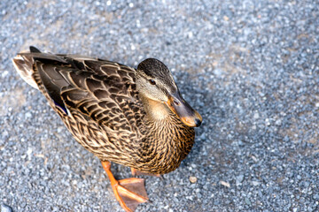 Canard du Québec en liberté